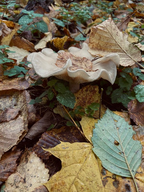 Погружение в осенний уют: где найти идеальный декор в Москве
