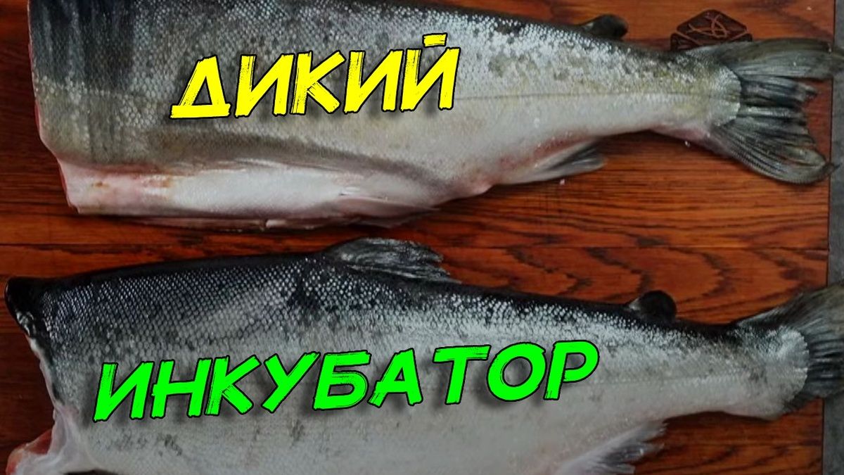 Как выбрать рыбу для засолки: дикий или аквакультурный лосось?