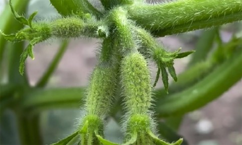 ��� ��������� �������� ������: ������� ������ � ����������� �������