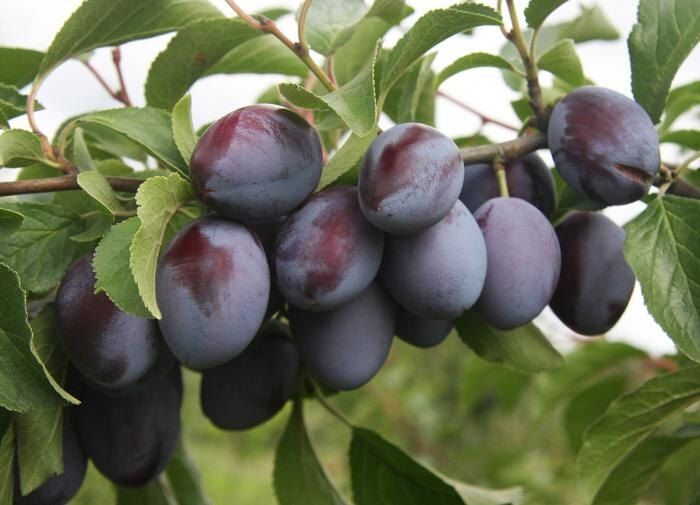 ��������� ������ �����������: ��� �������� ����� � ����� �� �������������� ������