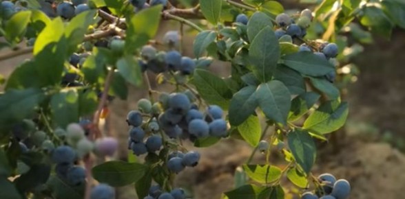 ������� �������� ��������� ��������: ��� ������� ���������� ��������� ��� ��������� �����