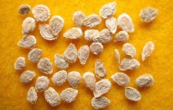 Как распознать качественные семена помидоров и достичь успешного урожая