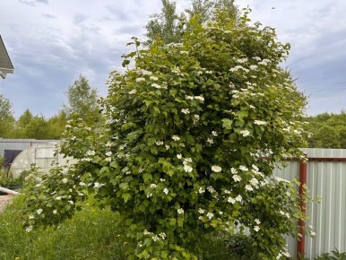 Как правильно ухаживать за калиной: секреты успешного роста