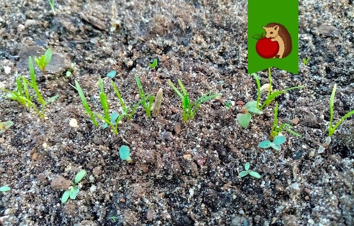 Успех в огороде: секреты правильного полива и защиты моркови