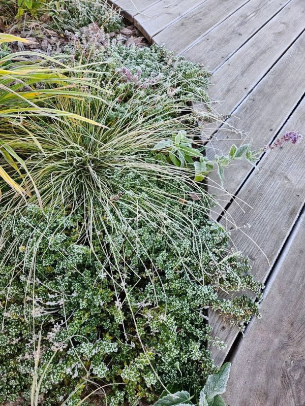 Как правильно подготовить сад к зимнему сезону: советы специалистов