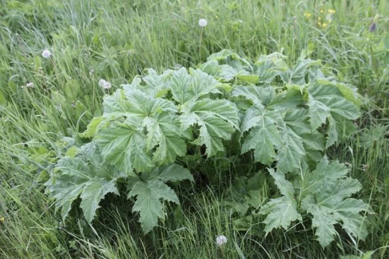 Эффективные методы борьбы с борщевиком: спасение вашего участка