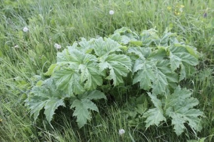 Эффективные методы борьбы с борщевиком: спасение вашего участка