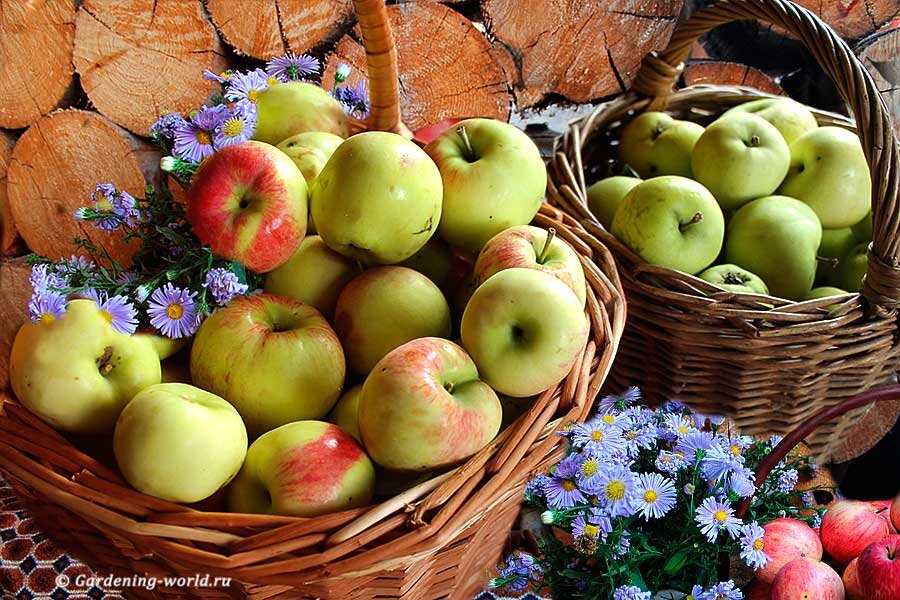 Секреты долгого хранения яблок: как сохранить свежесть и вкус до весны