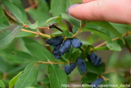 Как правильно подкормить жимолость после зимы для богатого урожая