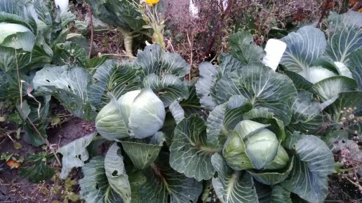 Зачем выбрасывать капустные листья? Они могут стать настоящим кулинарным сокровищем