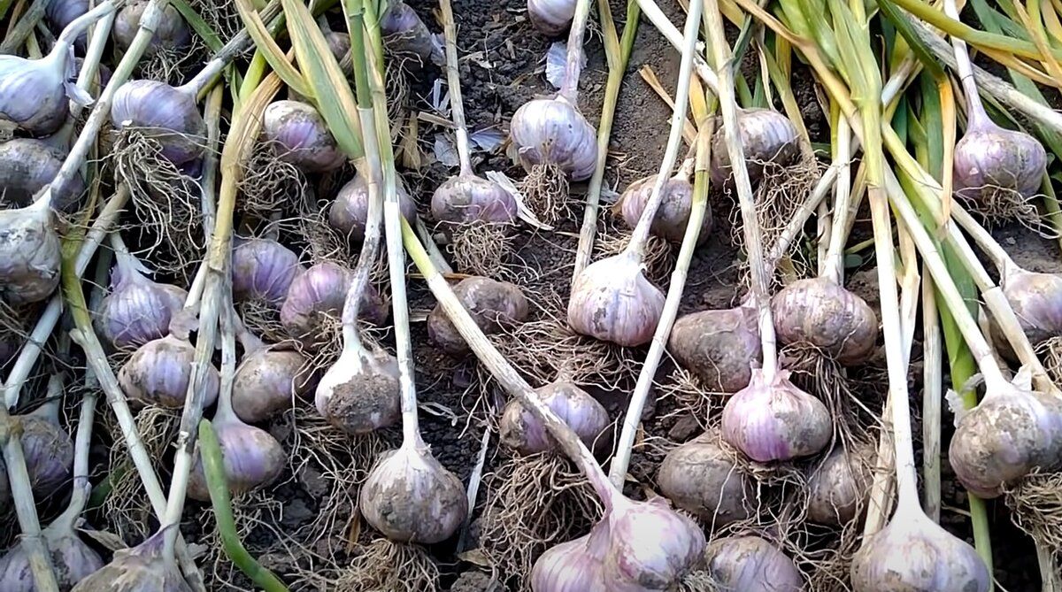 ����� ����� ������� ���������� �������: ������� ����� ������