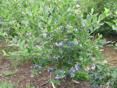 Голубика: новое открытие здоровья для женщин