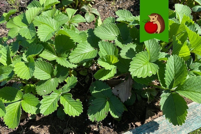 Как сохранить урожай клубники: три ключевых мероприятия до цветения