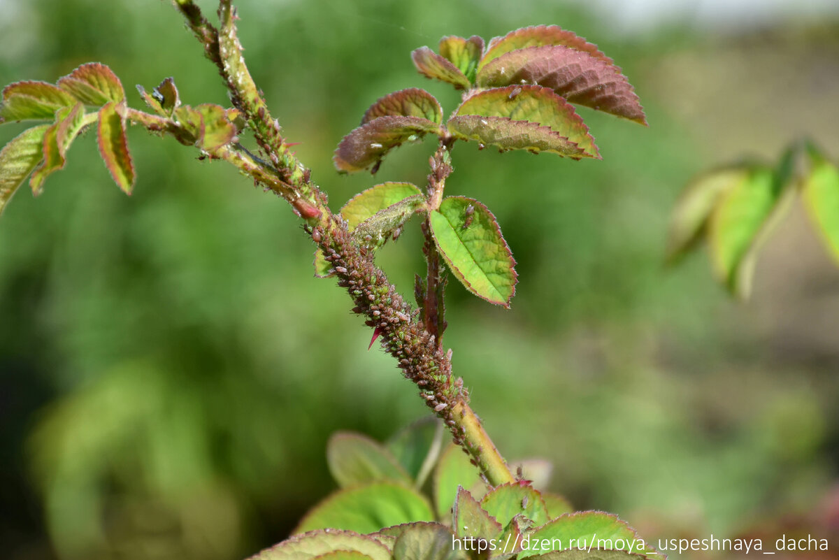 Эффективные способы борьбы с тлей: как сохранить растения здоровыми и урожайными
