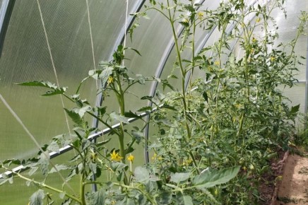 ��� ��������� ����������� ������ � �������