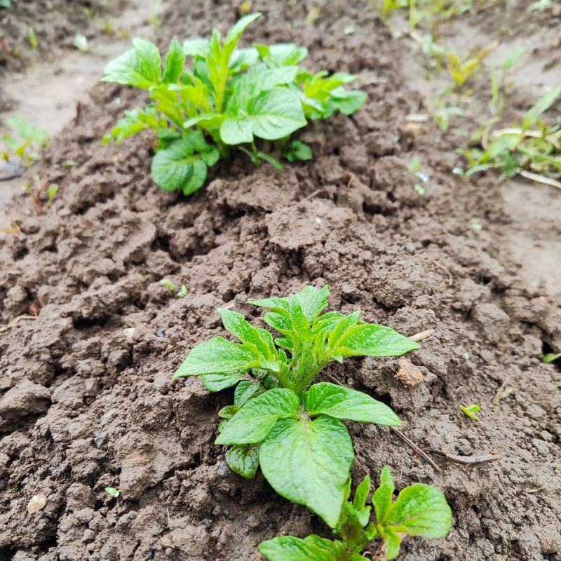 ��������� � �����: ������ �����, ������� ����� ����� �������