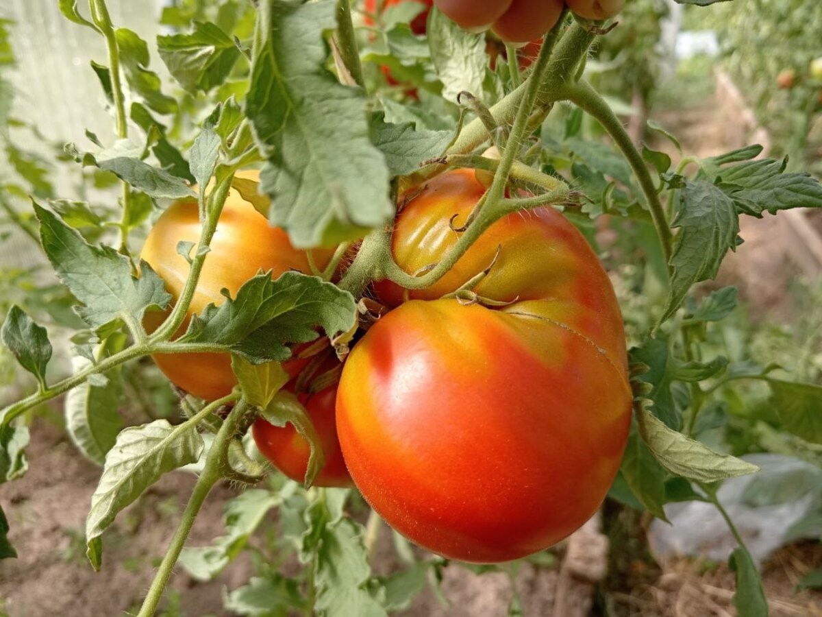 5 сортов помидоров, от которых лучше отказаться: опыт огородников