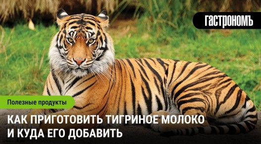 Тайна тигриного молока: как его приготовить и использовать в кулинарии