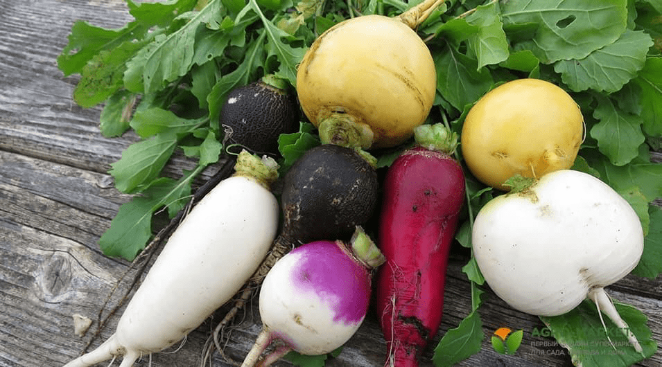 Чёрная редька и дайкон: секреты здоровья из вашего холодильника