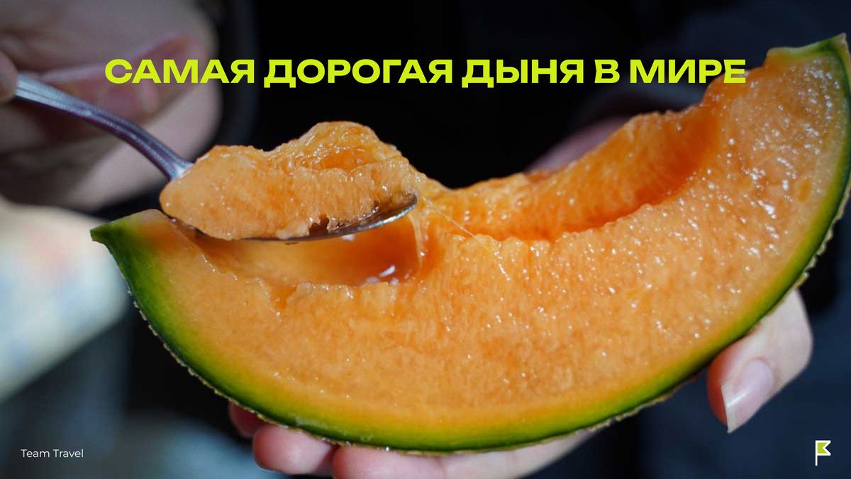 Юбари Кинг: поистине королевская дыня