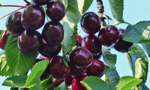 ��� ������� ��������� ������� ��� �������� �������