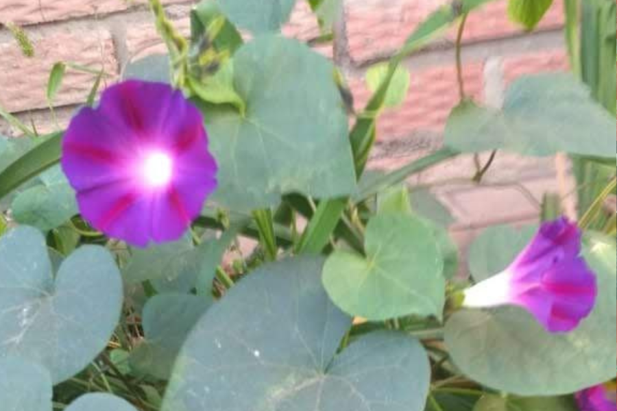 Уголовная ответственность за вьюнок: дачников ждет опасный сезон