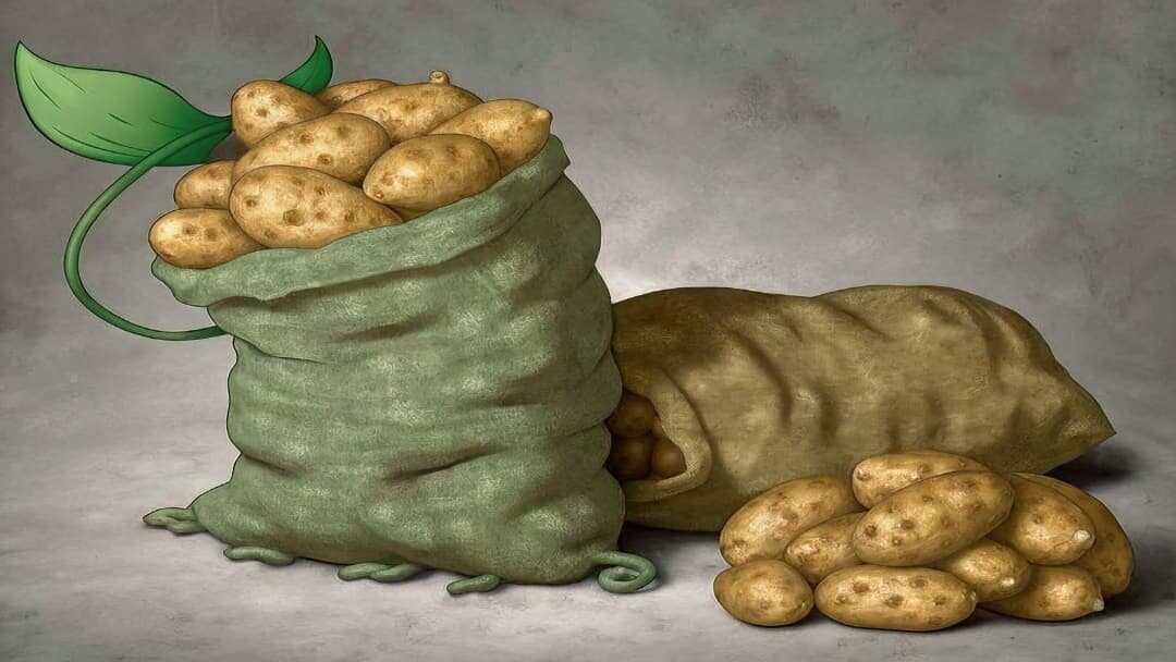 Секреты хранения картошки: как избежать гнили в подвале