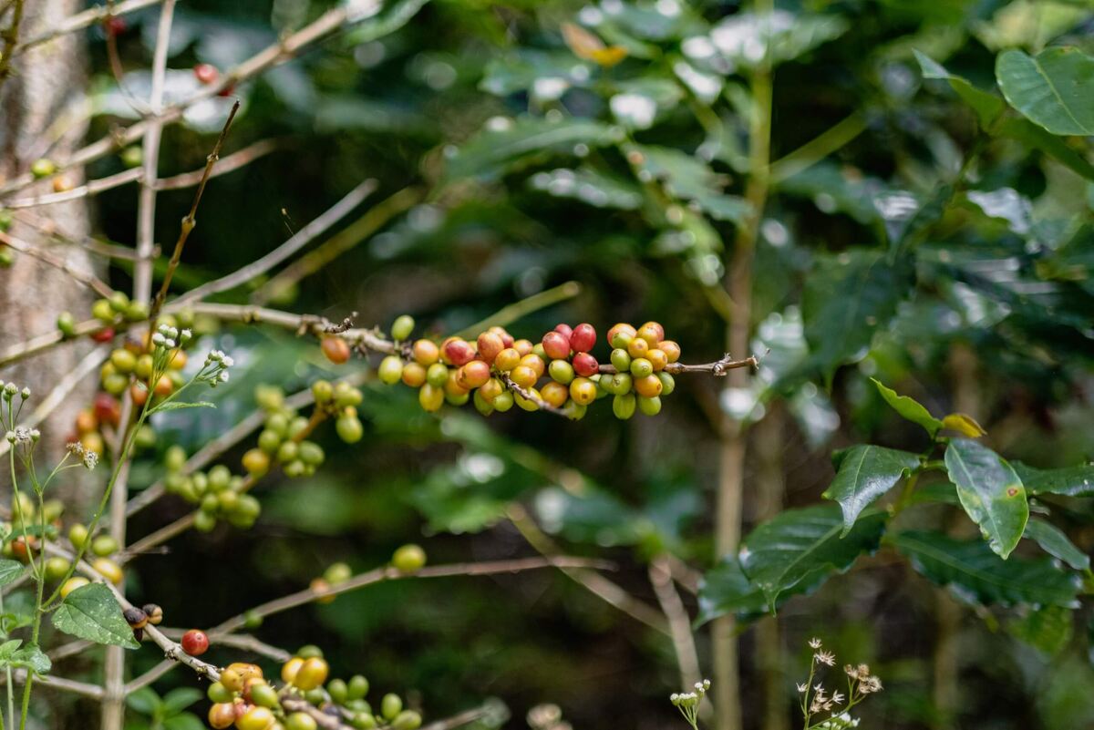 Nescafе запускает смелую инициативу для защиты экологии до 2030 года