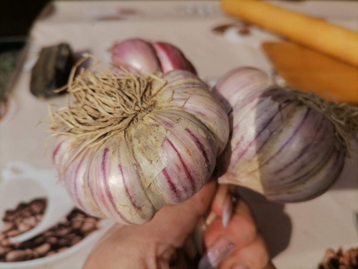 Как сохранить чеснок до весны: три простых компонента