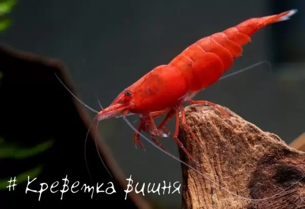 Креветка вишня: яркий акцент в вашем аквариуме