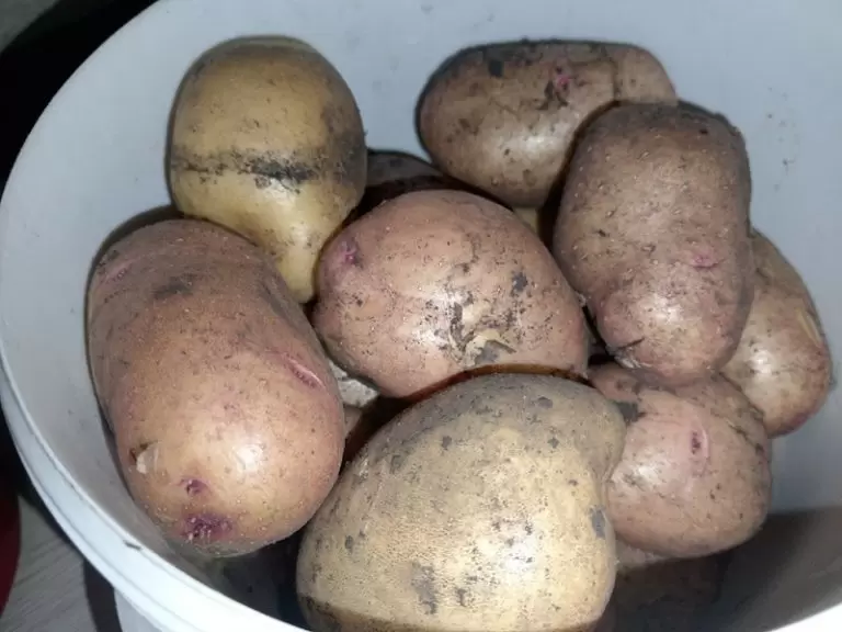 Куда девать картошку, если она утонула в погребе