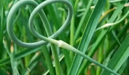 Не выбрасывайте чесночные стрелки: вдохновляющие рецепты и полезные свойства