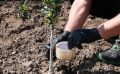 Как избавиться от муравьев и тли: хитрости с скотчем и золой, которые работают