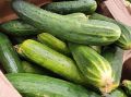 Огурцы с опасными нитратами нашли в сухпайках для летчиков